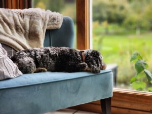 A cute dog lying on a blue sofa by a large window, enjoying a peaceful indoor setting.
