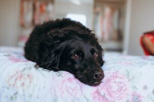 Prikkelarme vakantie met je hond