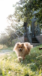 Prikkelarme vakantie met je hond